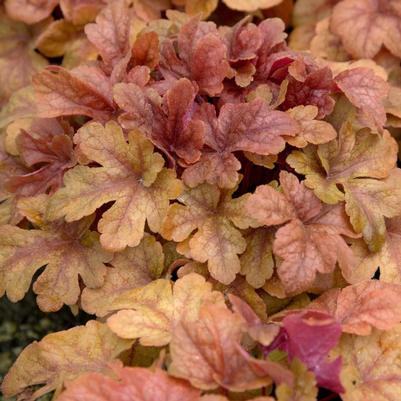 Heucherella Buttered Rum