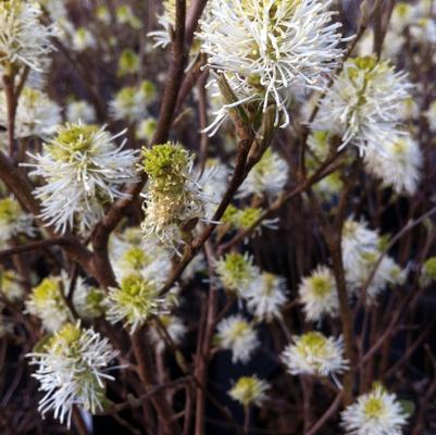 Fothergilla gardenii Mt. Airy