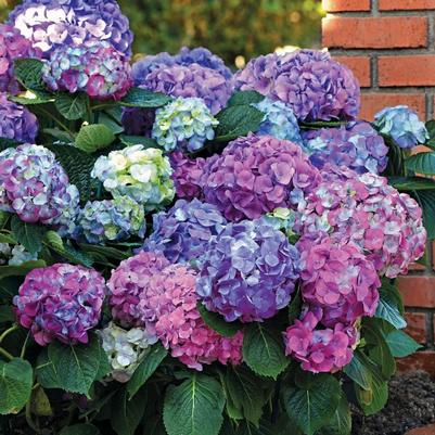 Hydrangea macrophylla L.A. Dreamin®