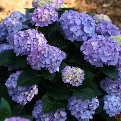 Hydrangea macrophylla Let's Dance® Blue Jangles®