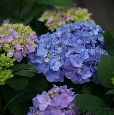 Hydrangea macrophylla Let's Dance® Rhythmic Blue®