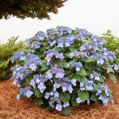 Hydrangea macrophylla Pop Star™ PP33708