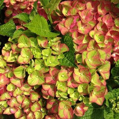 Hydrangea macrophylla Tilt-A-Swirl® PP26426