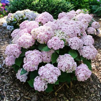 Hydrangea macrophylla Wee Bit Innocent® PP35815