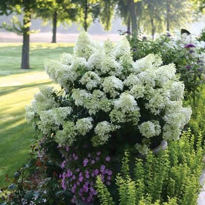 Hydrangea paniculata Bobo® PP22782