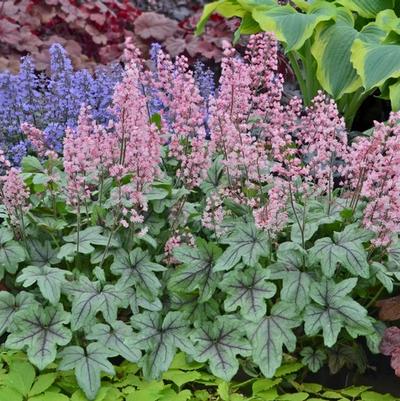 Heucherella Pink Fizz