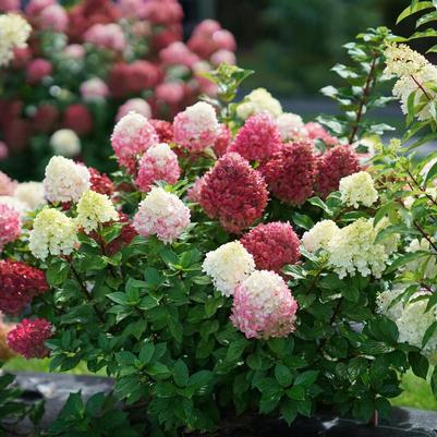 Hydrangea paniculata Little Lime Punch® PP33207