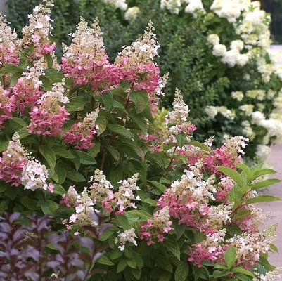 Hydrangea paniculata Pinky Winky® PP16166