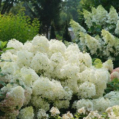 Hydrangea paniculata Puffer Fish® PP35316