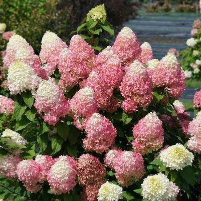 Hydrangea paniculata Quick Fire Fab® (Tree Form)