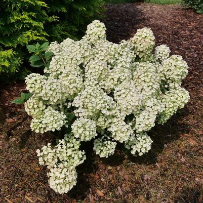Hydrangea paniculata Tiny Quick Fire® PP34468