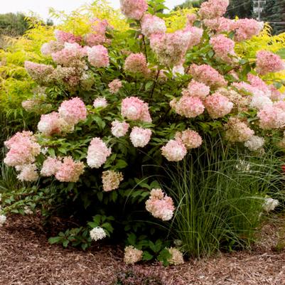 Hydrangea paniculata Vanilla Strawberry™ PP20670