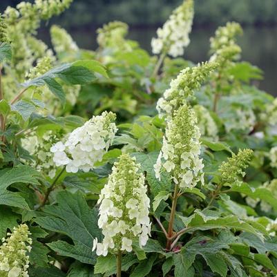 Hydrangea quercifolia Gatsby Gal® PP25106
