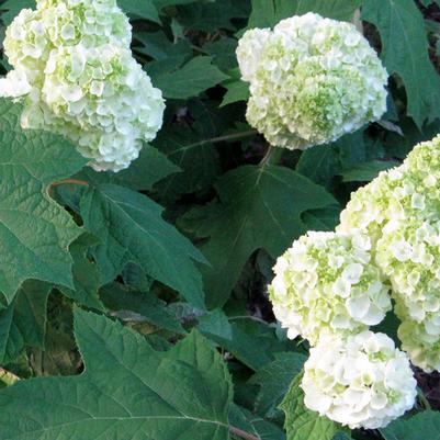 Hydrangea quercifolia Gatsby Moon® PP25413