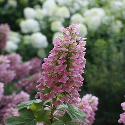 Hydrangea quercifolia Gatsby Pink®