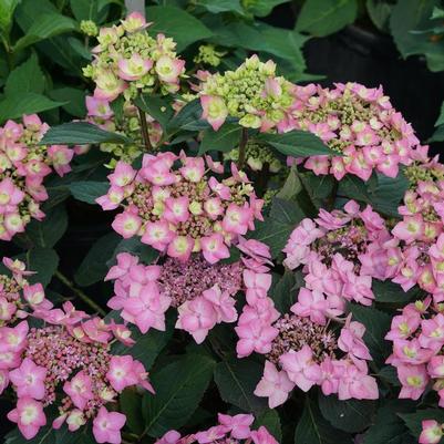 Hydrangea serrata Let's Dance Can Do!® PP32548