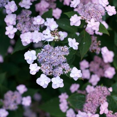 Hydrangea serrata Tiny Tuff Stuff™ PP24842