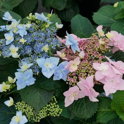 Hydrangea serrata Tuff Stuff Ah-Ha® PP29832