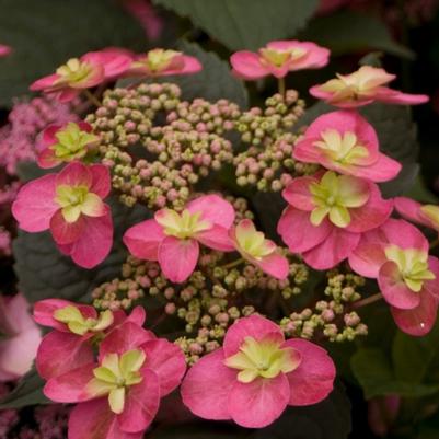 Hydrangea serrata Tuff Stuff™ PP24820