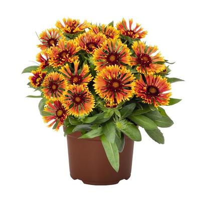 Gaillardia aristata Spintop™ Copper Sun PP32215