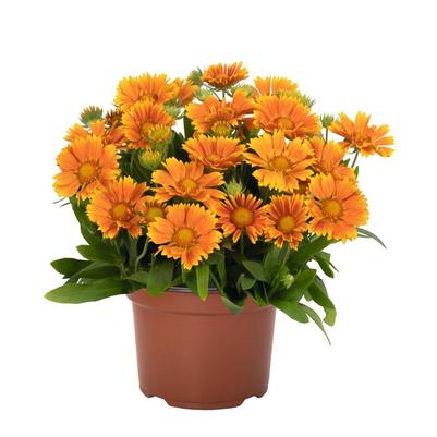 Gaillardia aristata Spintop™ Mango PP35273