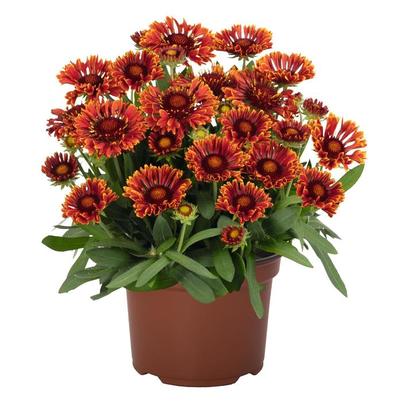 Gaillardia aristata Spintop™ Mariachi Red Sky PPAF