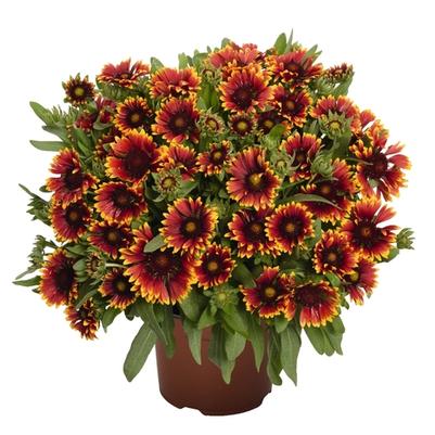 Gaillardia aristata Spintop™ Orange Halo PP29205