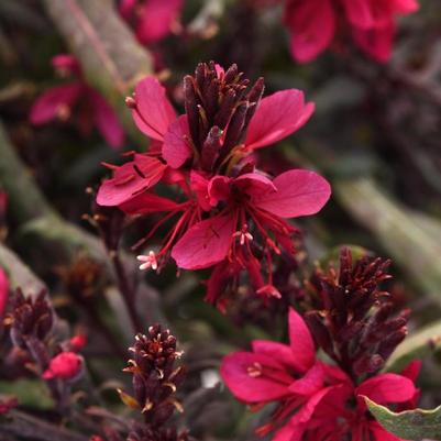 Gaura Belleza® Dark Pink PPAF