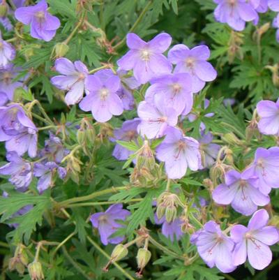 Geranium Rozanne®