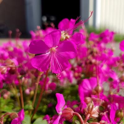 Geranium x cantaabrigiense Intense