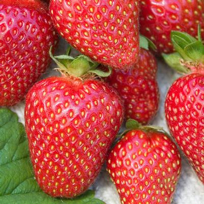 Fragaria x ananassa Allstar