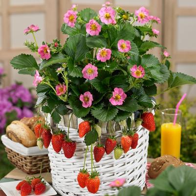 Fragaria x ananassa Gasana