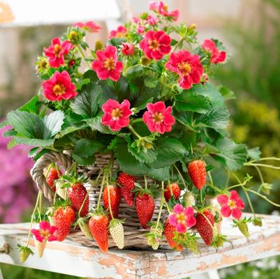 Fragaria x ananassa Tristan