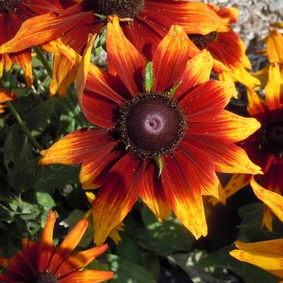 Echibeckia Summerina® Sunbeat™