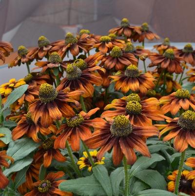 Echibeckia Summerina® Pumpernickle