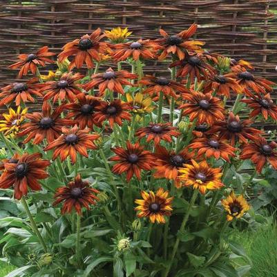 Echibeckia Summerina® Orange PP25221