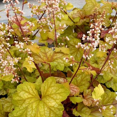 Heuchera Champagne