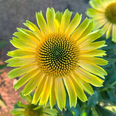 Echinacea Princess™ Citrus