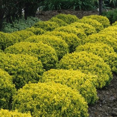 Berberis thunbergii Bonanza Gold PP8215