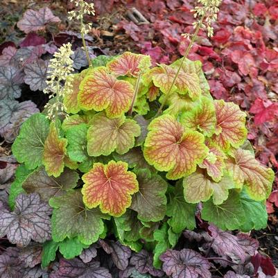 Heuchera Delta Dawn