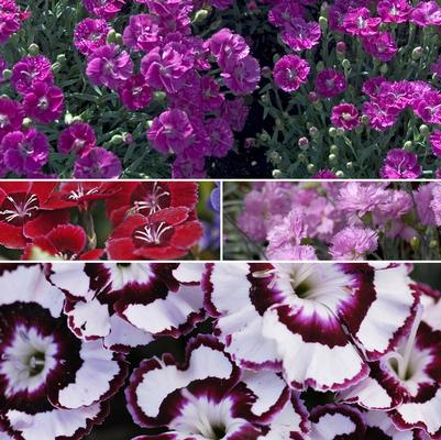Dianthus Assorted
