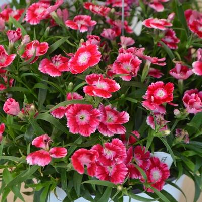 Dianthus Beauties® Olivia Wild