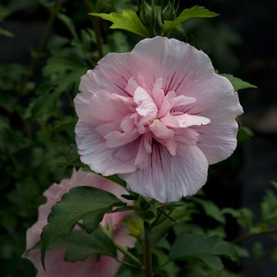 Hibiscus syriacus Pink Chiffon® PP24336