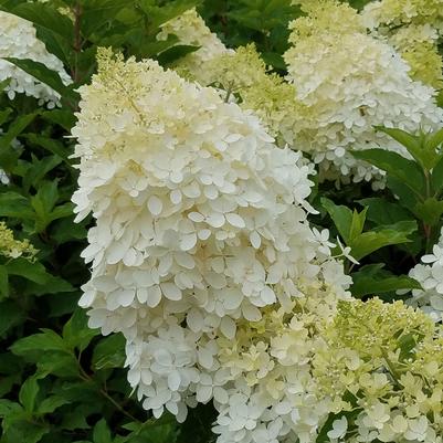 Hydrangea paniculata Phantom (Tree Form)
