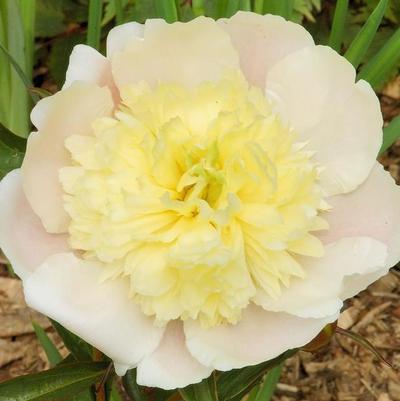 Paeonia lacttiflora Primevere