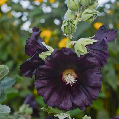 Alcea rosea Black Knight