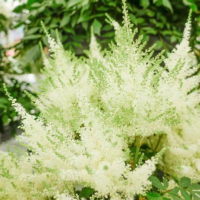 Astilbe chinensis Ivory Pearls