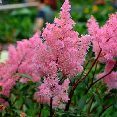 Astilbe japonica Lollipop