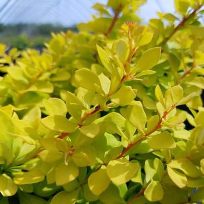 Berberis WorryFree® Lemon Glow® PP30094