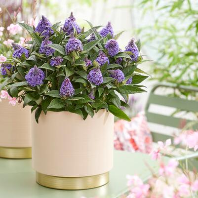 Buddleia Little Rockstars Blue